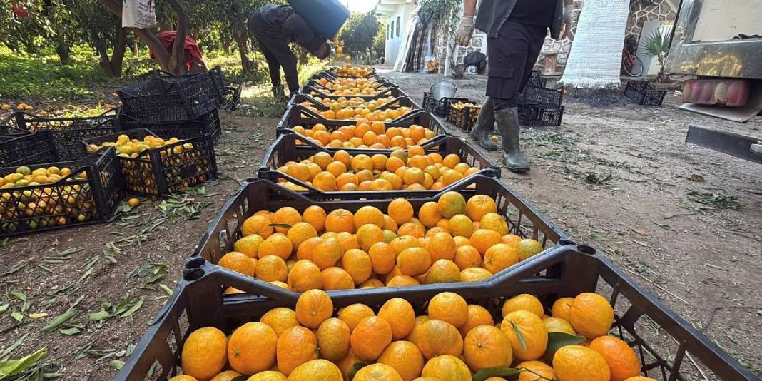 Tescilli üründe rekolte düştü! 3 bin tonun altında hasat tamamlanacak: Bahçede 20 TL’den markette 100 TL’den satılacak 2